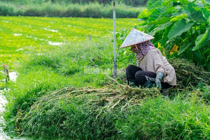 VIDEO: Nghề lội nước hái rau nhút thu nhập tiền triệu mỗi ngày - Ảnh 3.