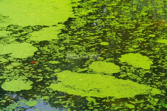 VIDEO: Nghề lội nước hái rau nhút thu nhập tiền triệu mỗi ngày - Ảnh 5.