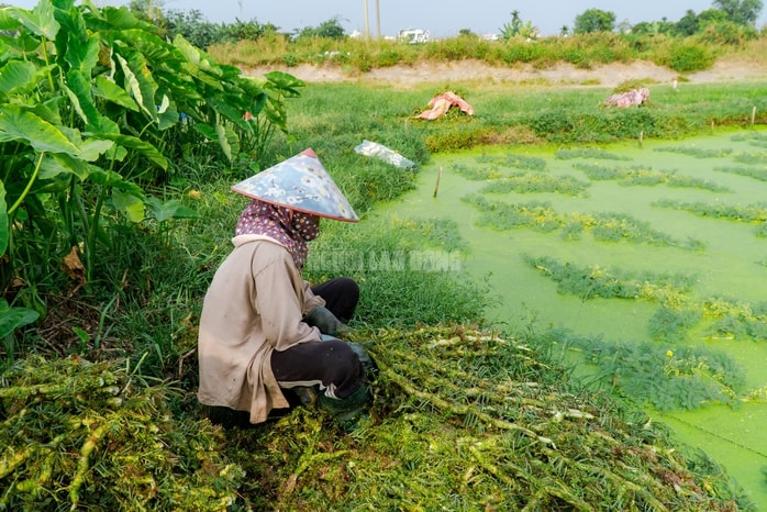 VIDEO: Nghề lội nước hái rau nhút thu nhập tiền triệu mỗi ngày - Ảnh 6.