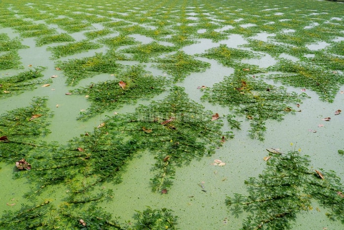VIDEO: Nghề lội nước hái rau nhút thu nhập tiền triệu mỗi ngày - Ảnh 7.