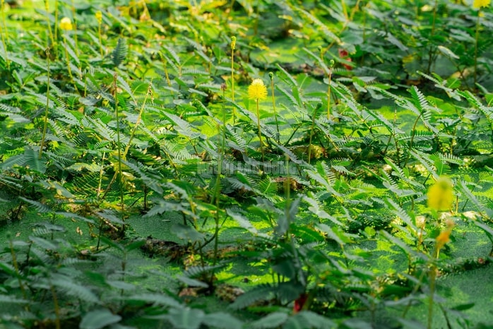 VIDEO: Nghề lội nước hái rau nhút thu nhập tiền triệu mỗi ngày - Ảnh 8.