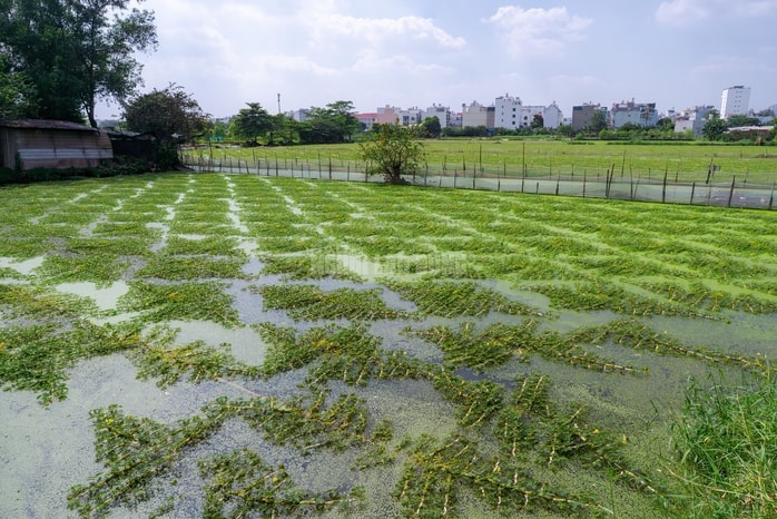VIDEO: Nghề lội nước hái rau nhút thu nhập tiền triệu mỗi ngày - Ảnh 11.