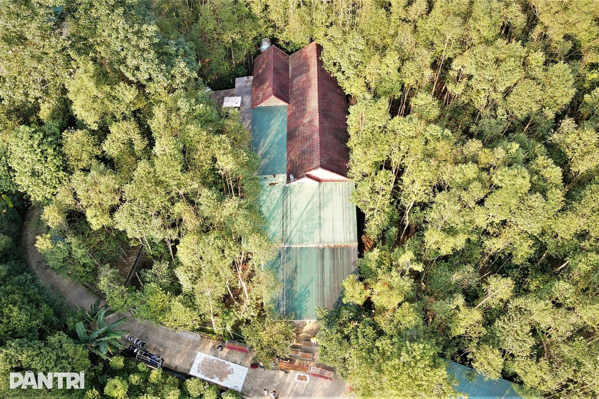 Cận cảnh khúc gỗ trăm năm có một, được định giá tiền tỷ - 1 Cận cảnh khúc gỗ trăm năm có một, được định giá tiền tỷ - 1