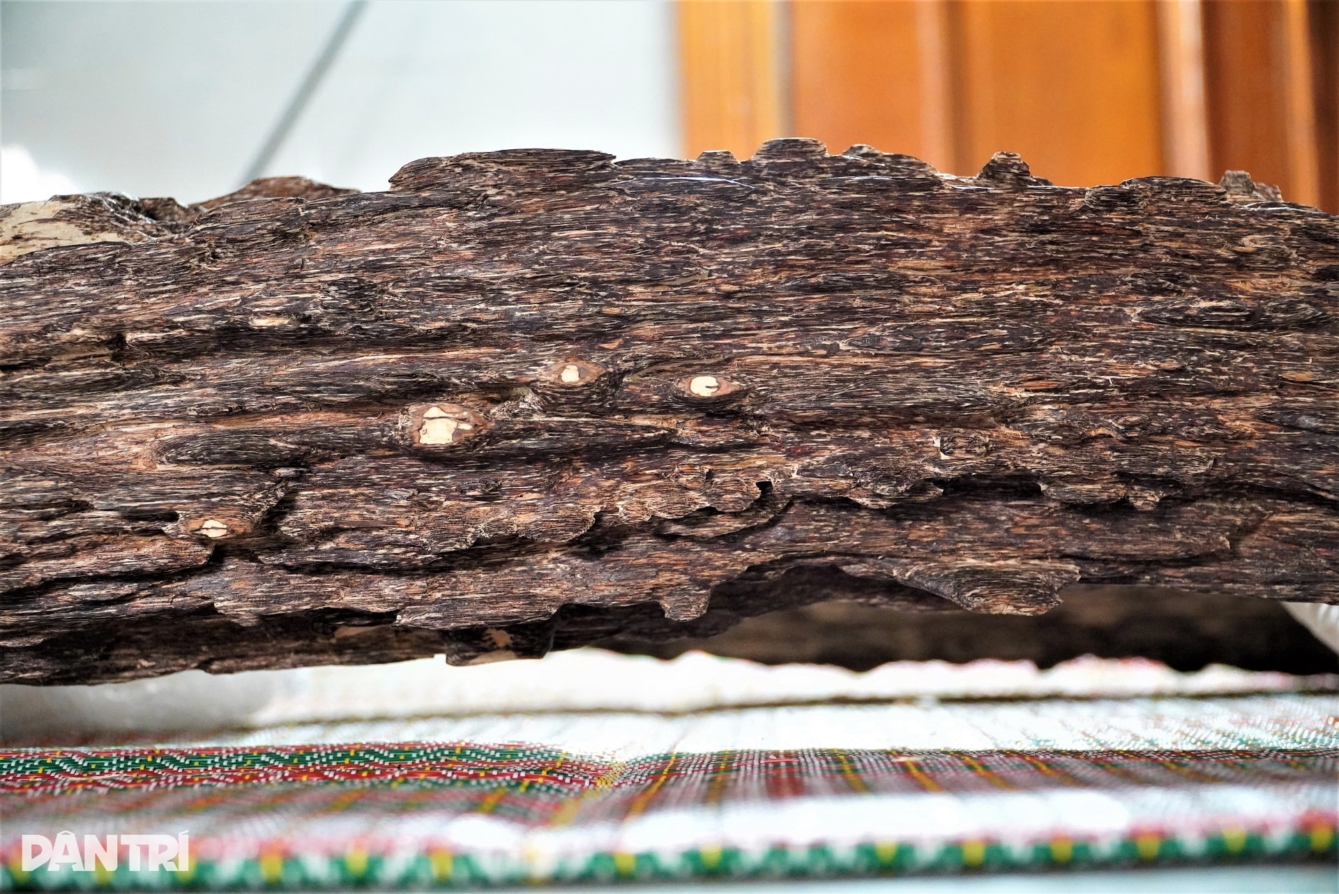 Cận cảnh khúc gỗ trăm năm có một, được định giá tiền tỷ - 5 Cận cảnh khúc gỗ trăm năm có một, được định giá tiền tỷ - 5