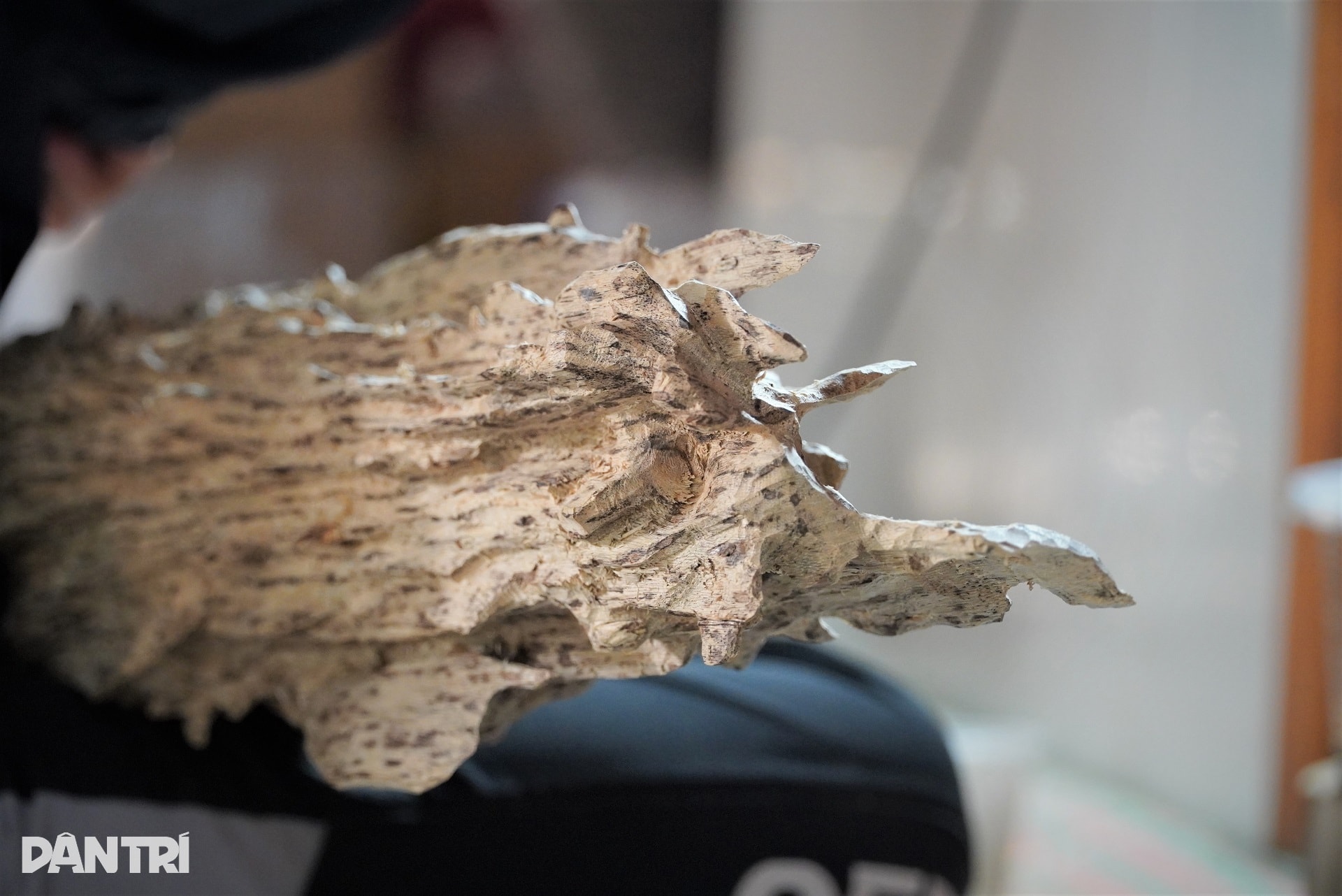 Cận cảnh khúc gỗ trăm năm có một, được định giá tiền tỷ - 9 Cận cảnh khúc gỗ trăm năm có một, được định giá tiền tỷ - 9