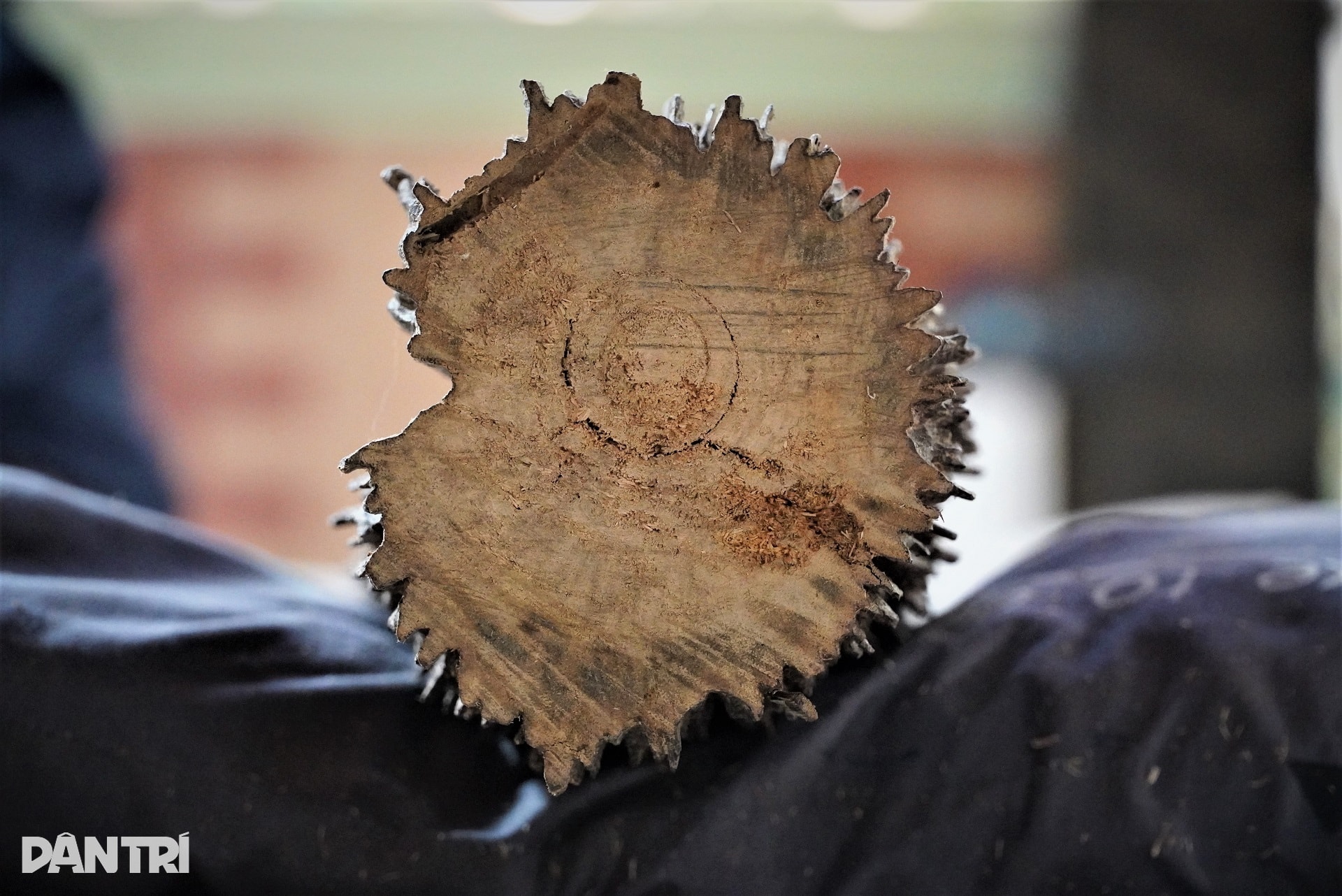 Cận cảnh khúc gỗ trăm năm có một, được định giá tiền tỷ - 4 Cận cảnh khúc gỗ trăm năm có một, được định giá tiền tỷ - 4