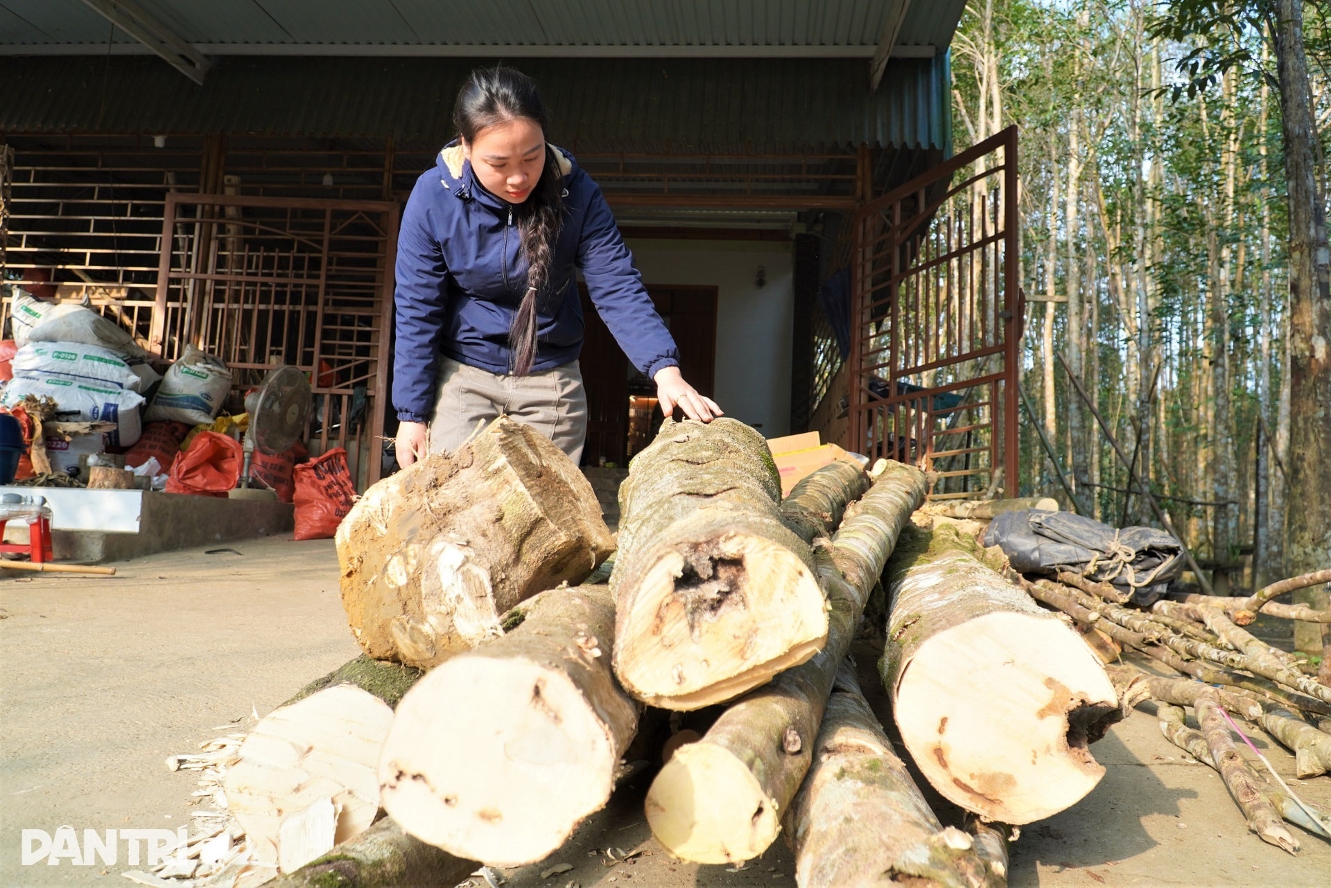 Cận cảnh khúc gỗ trăm năm có một, được định giá tiền tỷ - 2 Cận cảnh khúc gỗ trăm năm có một, được định giá tiền tỷ - 2