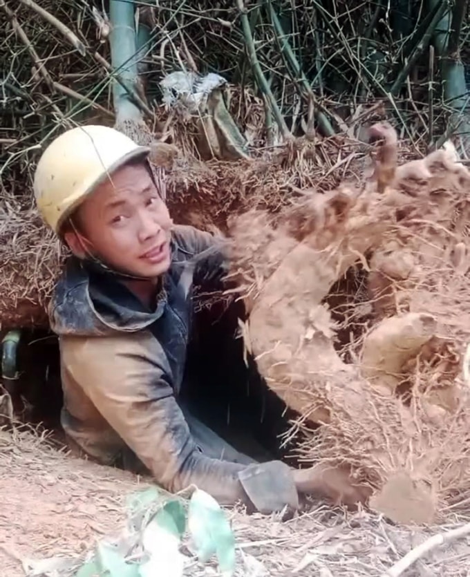 Thợ đào gốc tre ở Nghệ An để bán cho nghệ nhân tạo tác thành bonsai. Ảnh: Tuấn Hưng