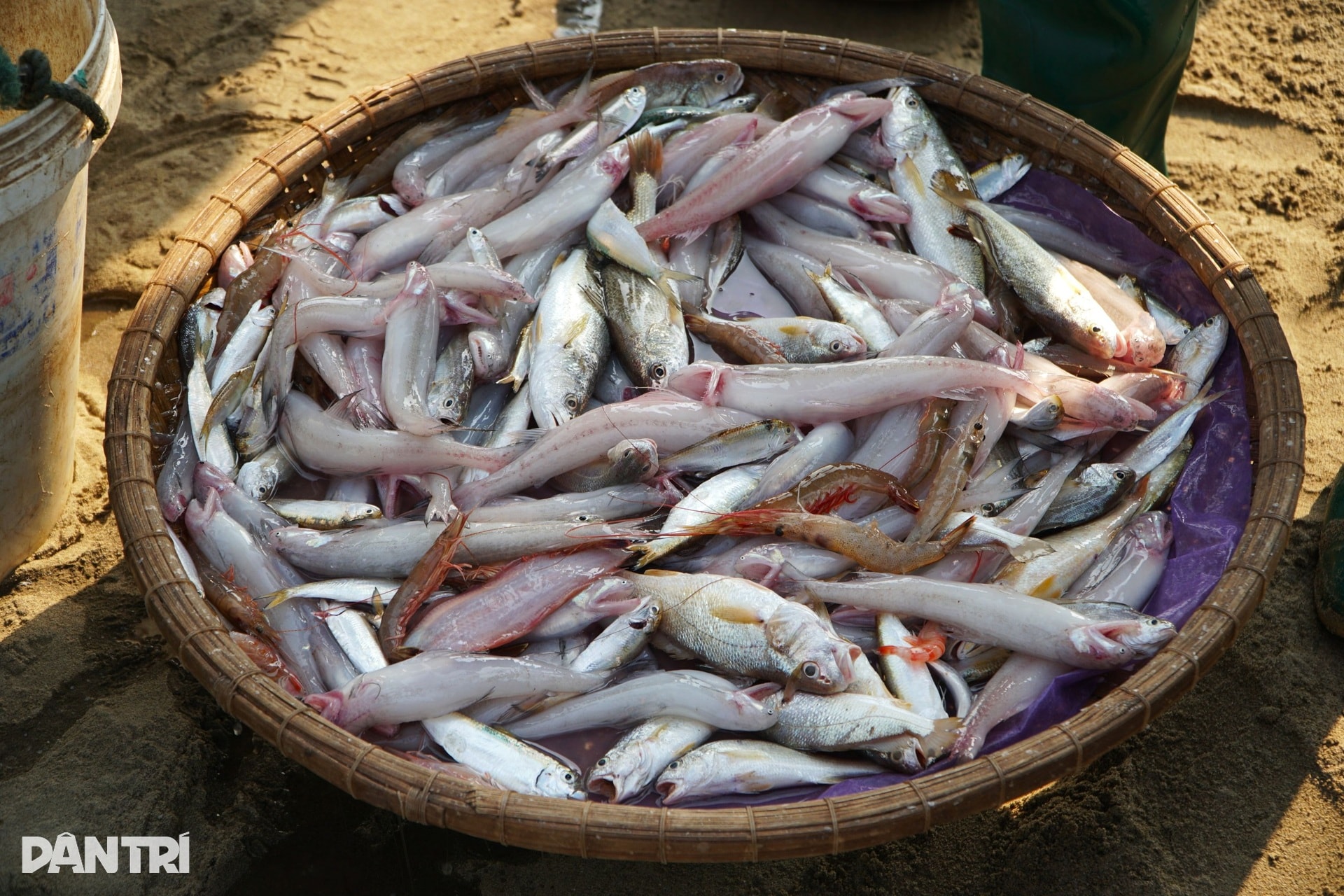 Lạnh tê tái, ngư dân ra khơi săn loài cá đắt đỏ, thu vài triệu đồng - 4