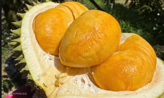 Sầu riêng tại nhà vườn ở Cần Thơ. Ảnh: Mạnh Khương