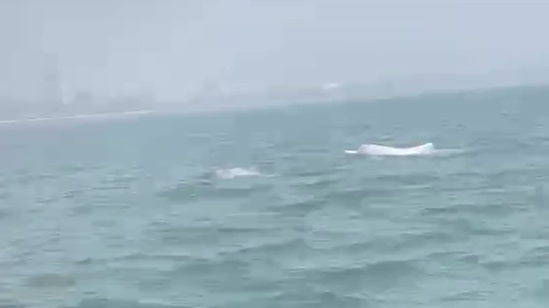 Cá heo ở Sầm Sơn