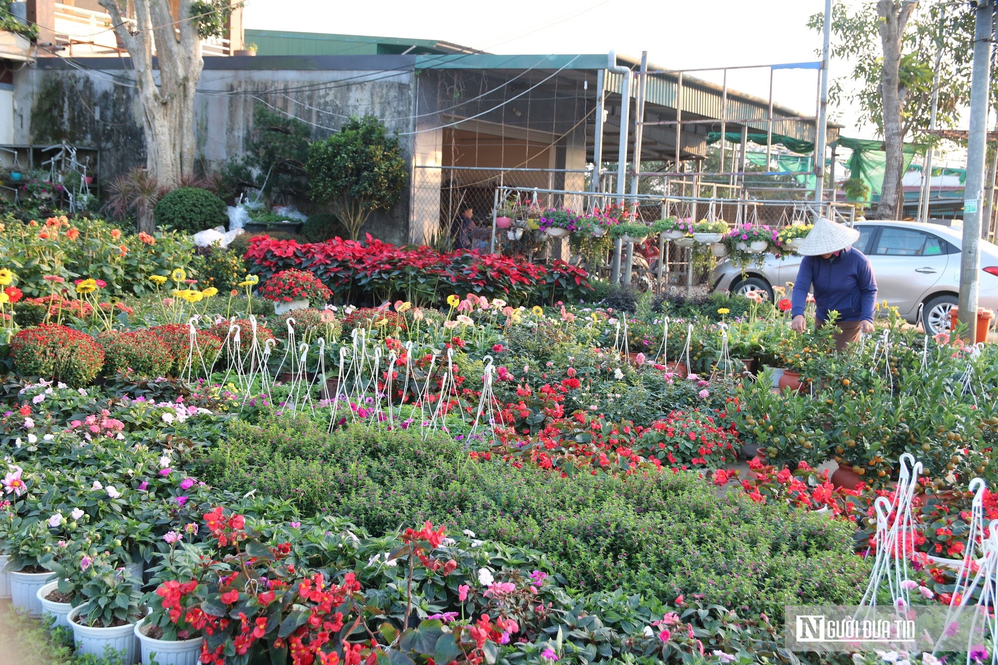 Nghệ An: Thị trường hoa cây cảnh Tết đã khởi động, người dân "tranh thủ" đón xuân sớm- Ảnh 1.