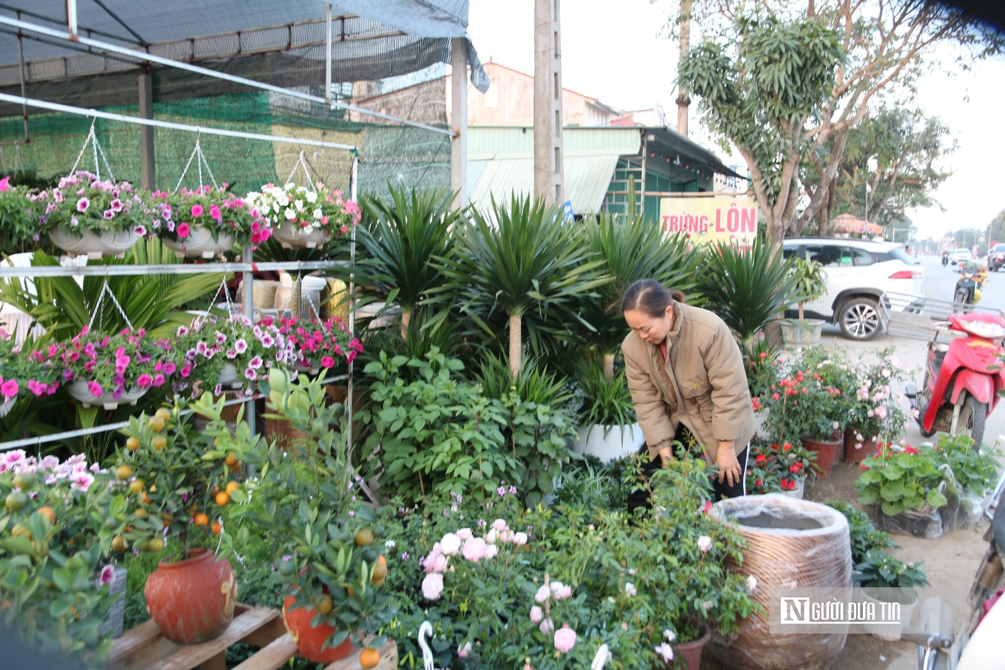 Nghệ An: Thị trường hoa cây cảnh Tết đã khởi động, người dân "tranh thủ" đón xuân sớm- Ảnh 6.