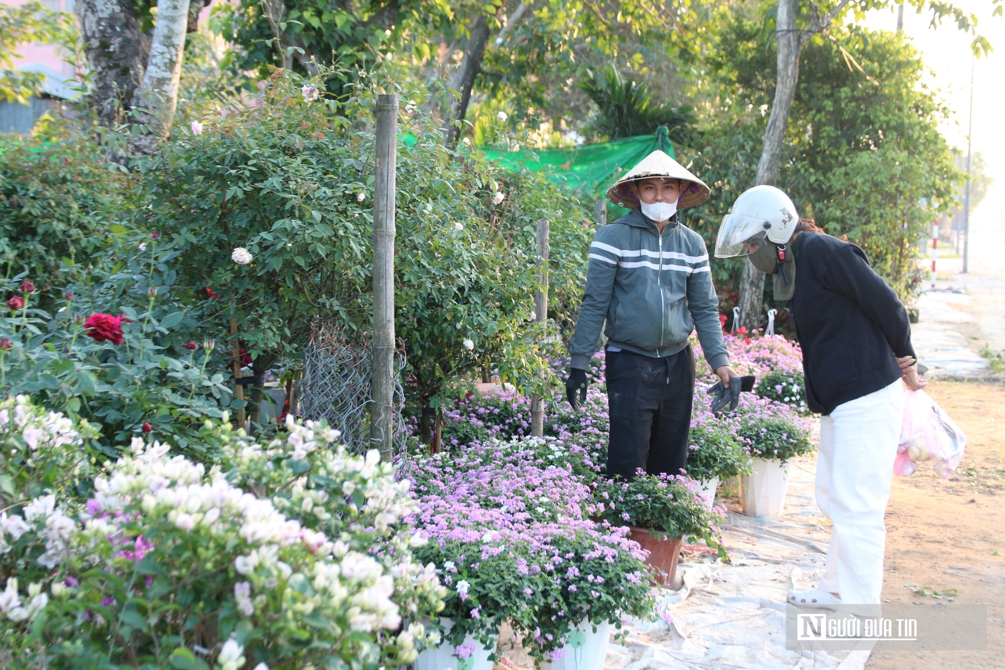 Nghệ An: Thị trường hoa cây cảnh Tết đã khởi động, người dân "tranh thủ" đón xuân sớm- Ảnh 7.