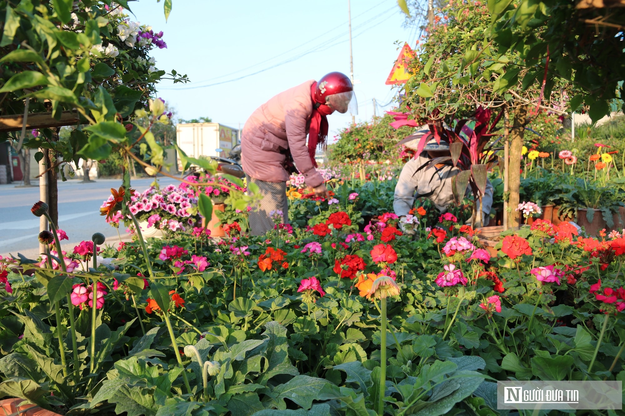 Nghệ An: Thị trường hoa cây cảnh Tết đã khởi động, người dân "tranh thủ" đón xuân sớm- Ảnh 8.