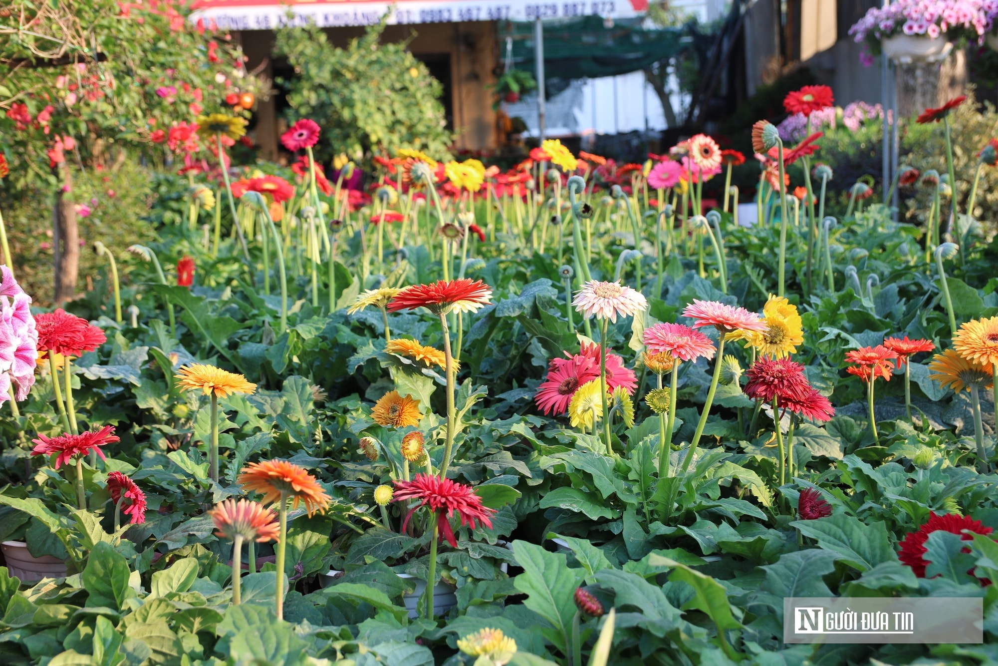 Nghệ An: Thị trường hoa cây cảnh Tết đã khởi động, người dân "tranh thủ" đón xuân sớm- Ảnh 14.