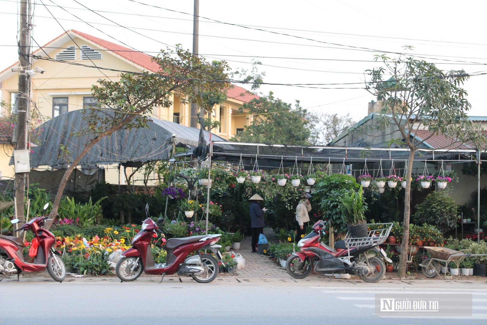 Nghệ An: Thị trường hoa cây cảnh Tết đã khởi động, người dân "tranh thủ" đón xuân sớm- Ảnh 17.