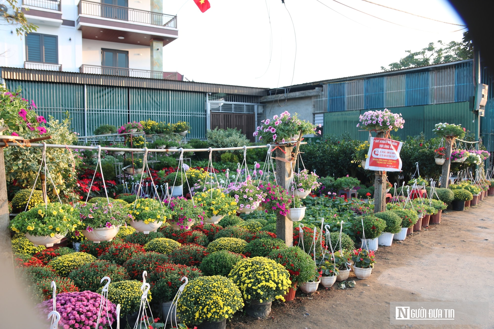 Nghệ An: Thị trường hoa cây cảnh Tết đã khởi động, người dân "tranh thủ" đón xuân sớm- Ảnh 18.