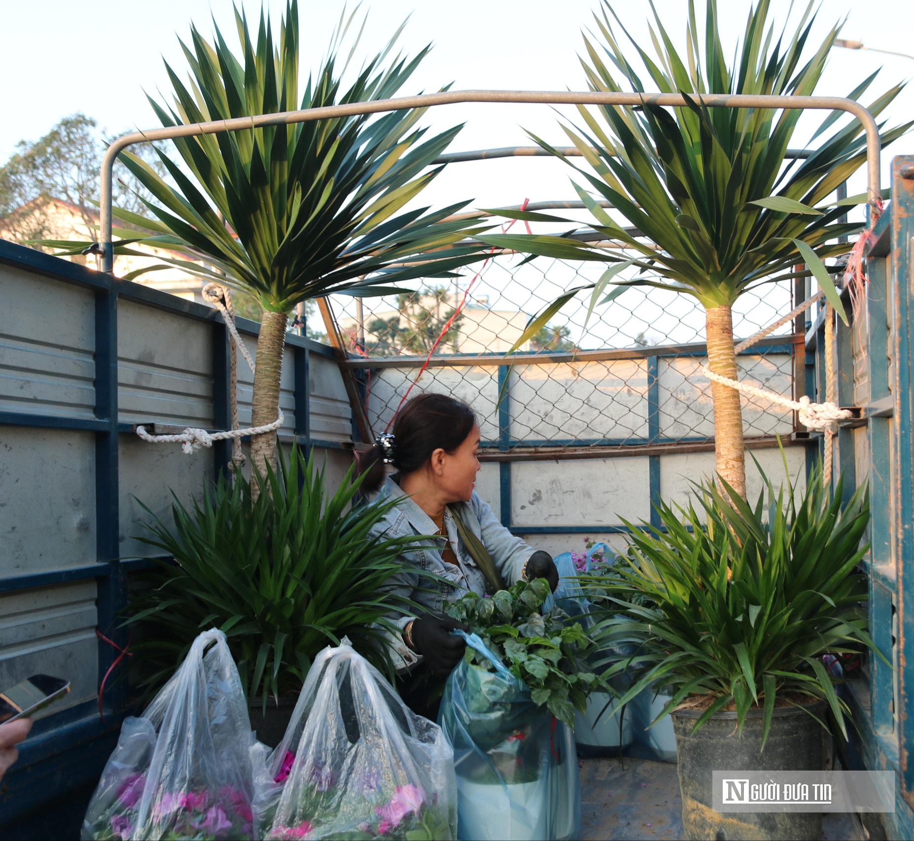 Nghệ An: Thị trường hoa cây cảnh Tết đã khởi động, người dân "tranh thủ" đón xuân sớm- Ảnh 3.