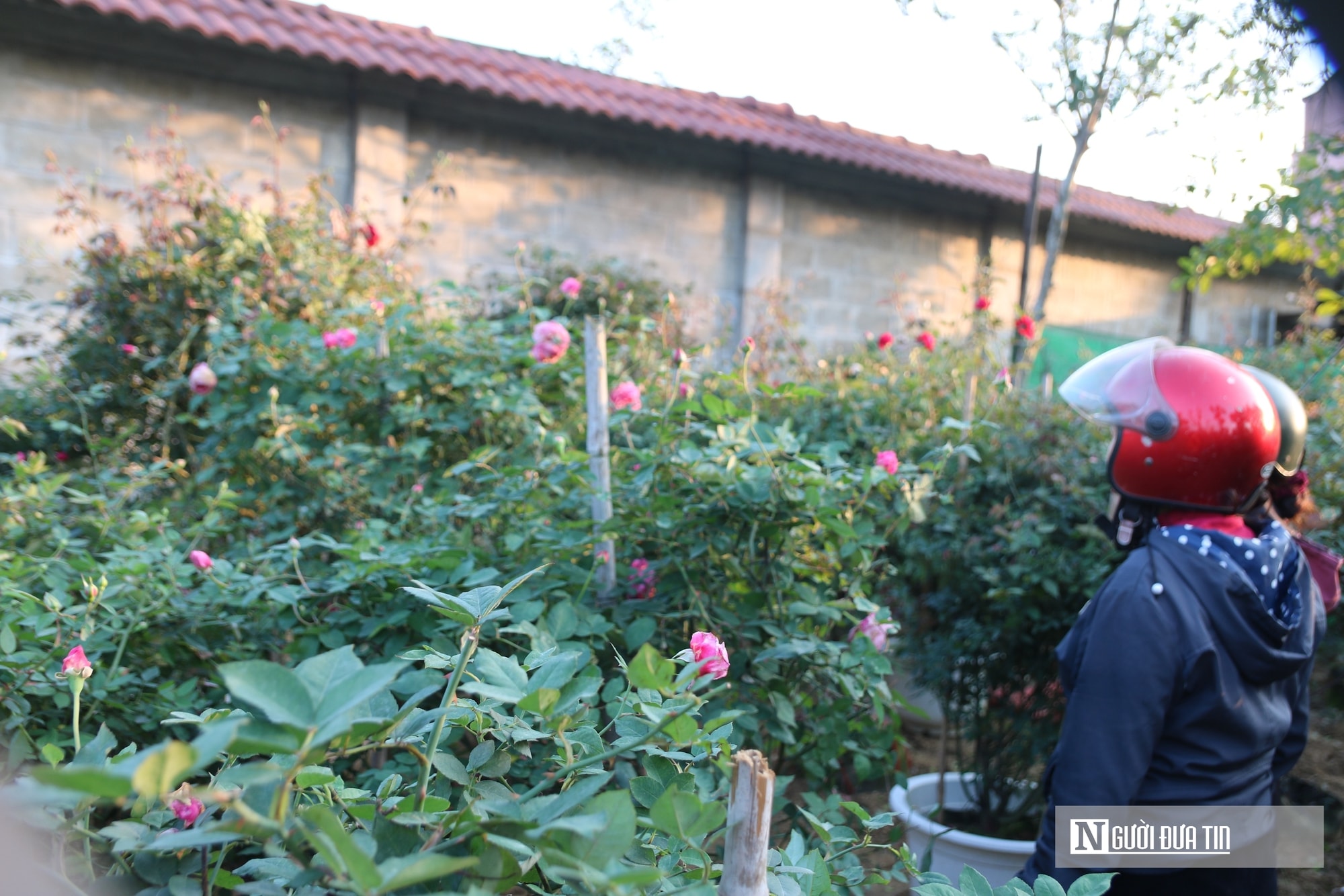 Nghệ An: Thị trường hoa cây cảnh Tết đã khởi động, người dân "tranh thủ" đón xuân sớm- Ảnh 2.