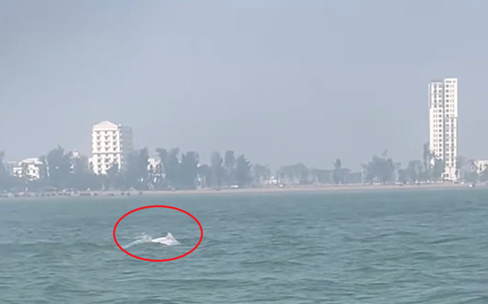 VIDEO: Đàn cá heo trắng "nhảy múa" ở biển Sầm Sơn - Ảnh 1.