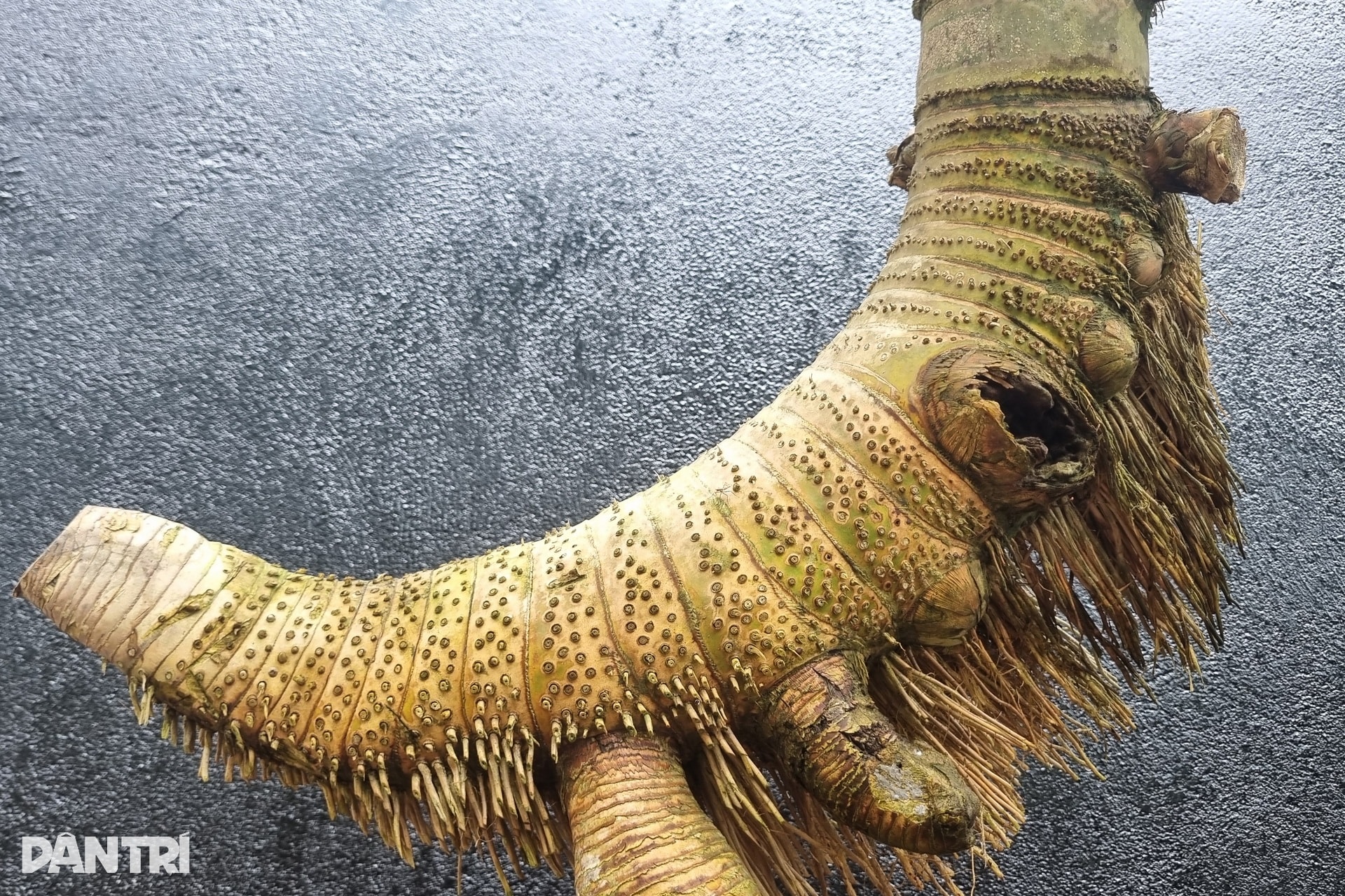 Biến gốc tre thành bonsai có giá hàng chục triệu đồng - 3 Biến gốc tre thành bonsai có giá hàng chục triệu đồng - 3