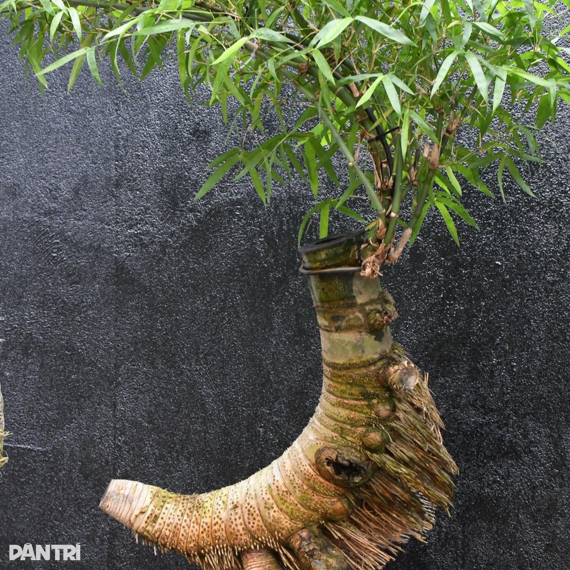 Biến gốc tre thành bonsai có giá hàng chục triệu đồng - 6 Biến gốc tre thành bonsai có giá hàng chục triệu đồng - 6