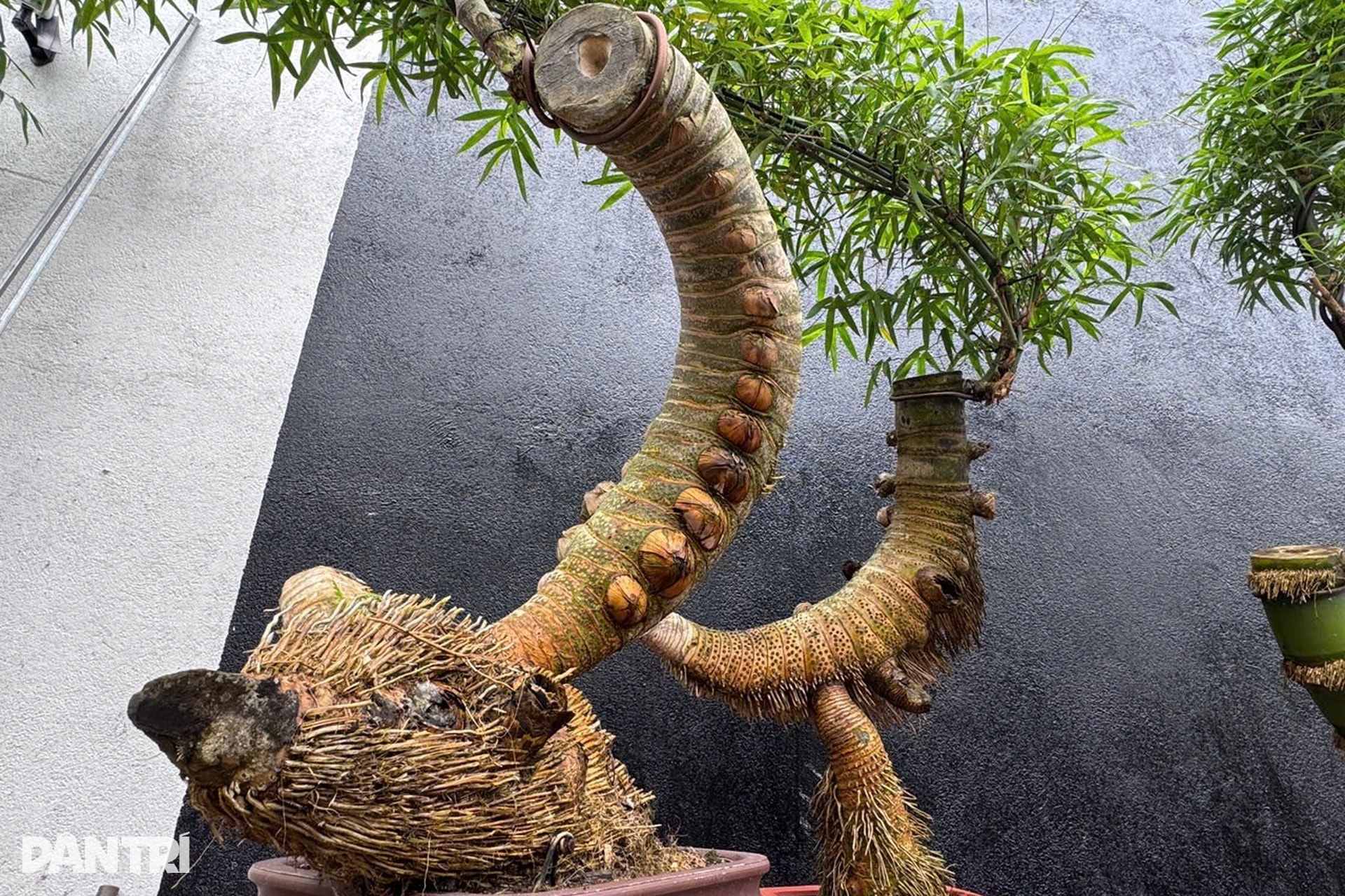 Biến gốc tre thành bonsai có giá hàng chục triệu đồng - 4 Biến gốc tre thành bonsai có giá hàng chục triệu đồng - 4