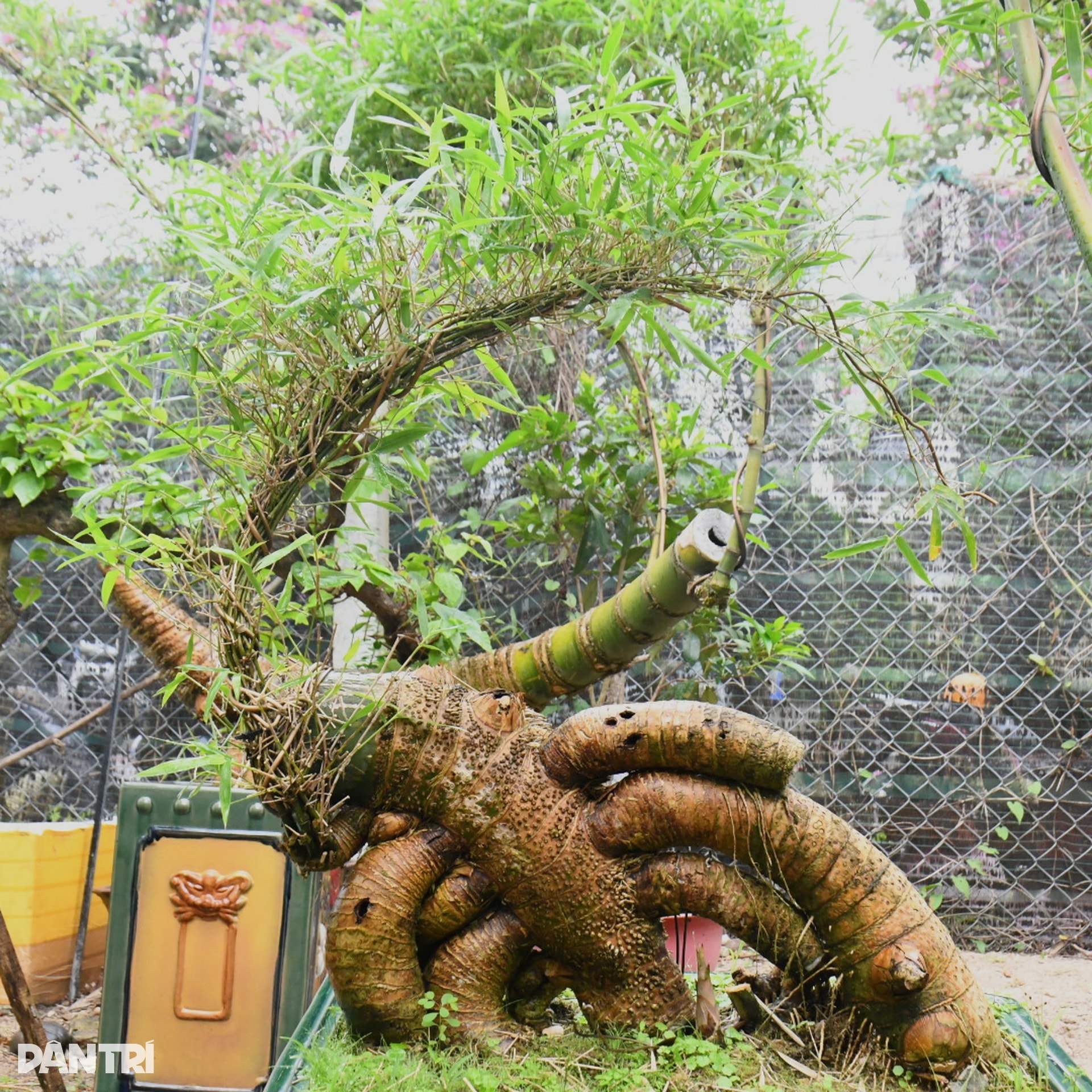 Biến gốc tre thành bonsai có giá hàng chục triệu đồng - 5 Biến gốc tre thành bonsai có giá hàng chục triệu đồng - 5