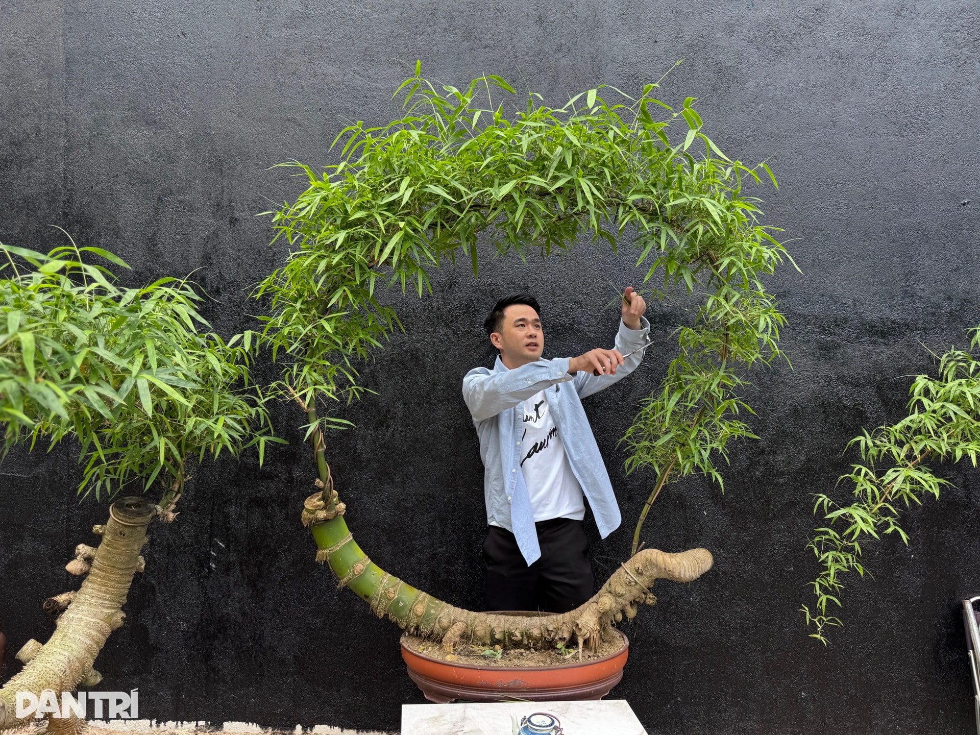 Biến gốc tre thành bonsai có giá hàng chục triệu đồng - 2 Biến gốc tre thành bonsai có giá hàng chục triệu đồng - 2