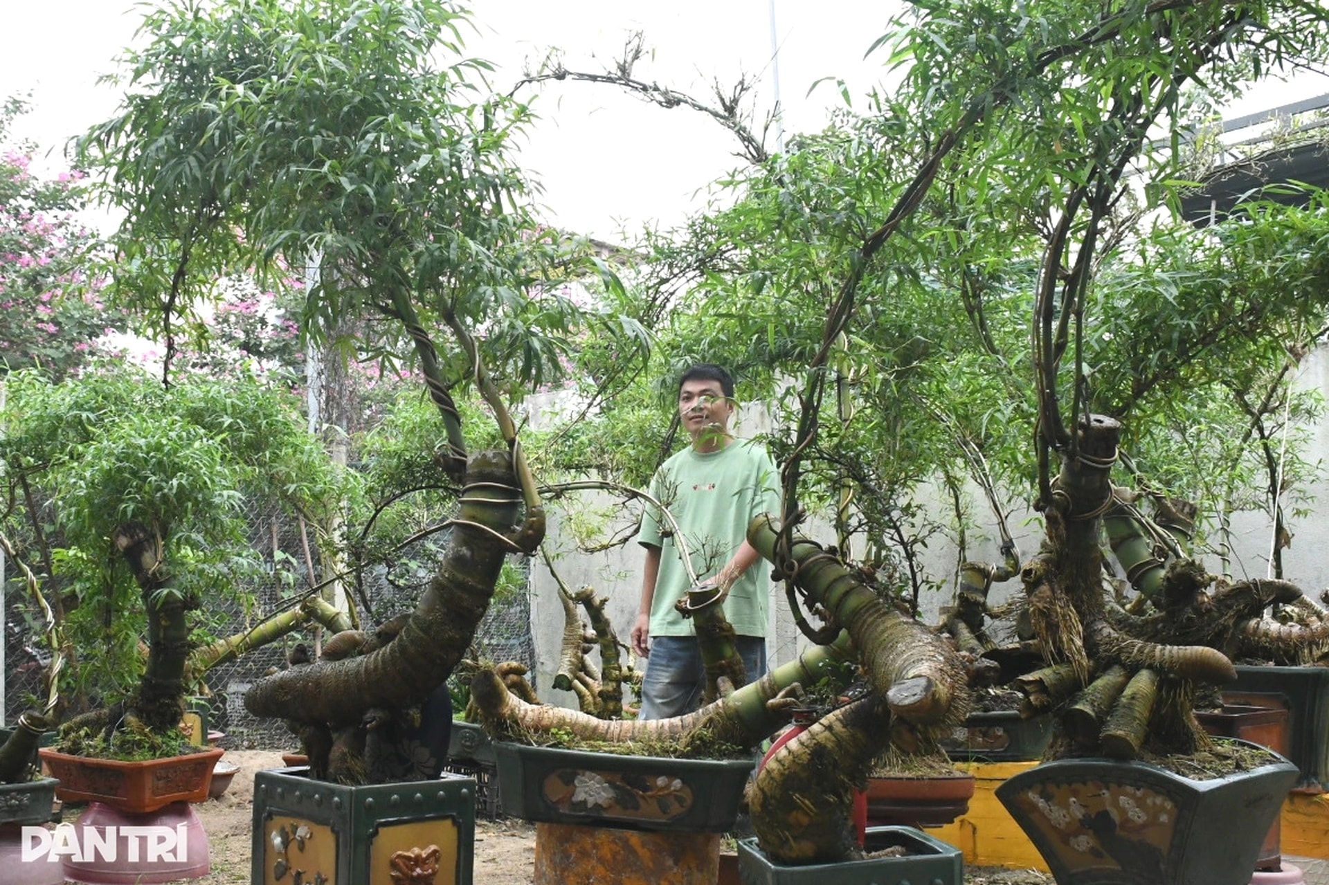 Biến gốc tre thành bonsai có giá hàng chục triệu đồng - 1 Biến gốc tre thành bonsai có giá hàng chục triệu đồng - 1