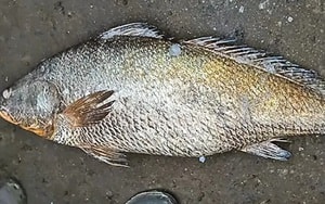 Vật thể lạ rơi trên cánh đồng khiến người dân hoảng sợ - Ảnh 2.