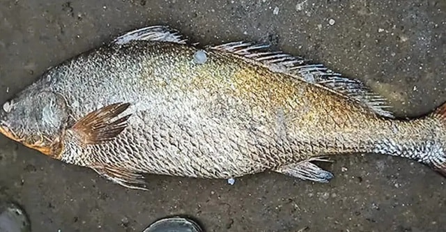 Bắt được con cá nặng 25kg, ngư dân liền bán với giá 115 triệu đồng- Ảnh 1.