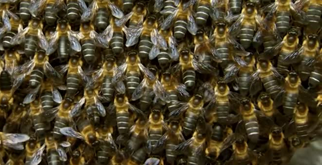 Đang đứng "hóng chuyện", người phụ nữ bị con vật quen thuộc tấn công nguy kịch dù nhảy xuống sông - Ảnh 1.