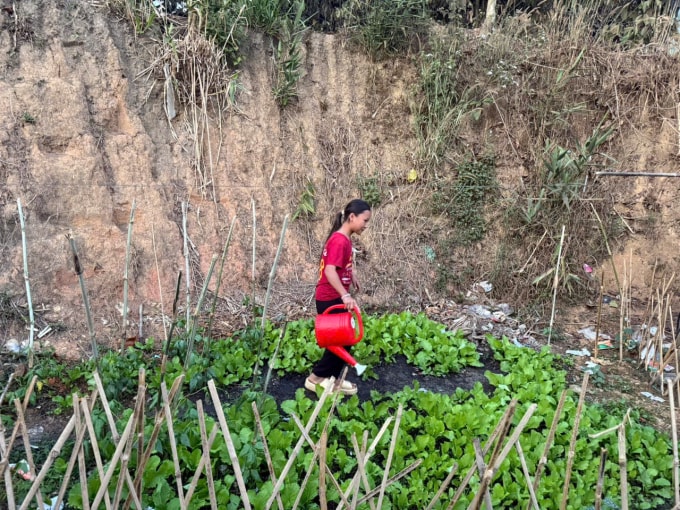 Vàng Thị Ha , 11 tuổi, đang chăm chút vườn rau tự trồng tại khu trọ ở thôn Liêng Hung, xã Đam Rông 2. Ảnh: Nga Thanh