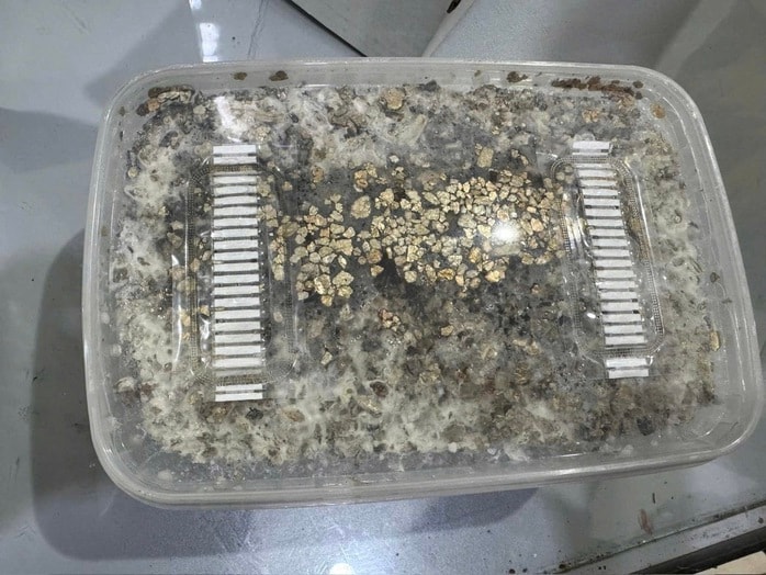 Hàng trăm kg ma túy đã được hải quan bắt giữ năm 2025 - Ảnh 2.