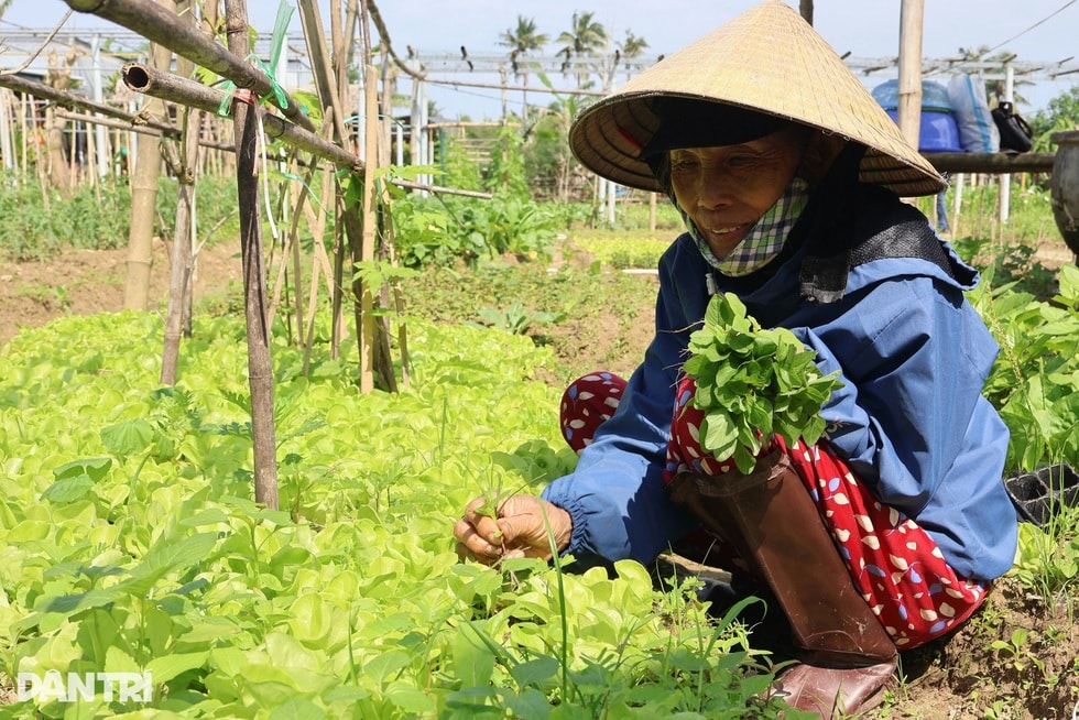 Nông dân không còn ân hận khi nhìn vợ mang rau ra chợ bán - 1