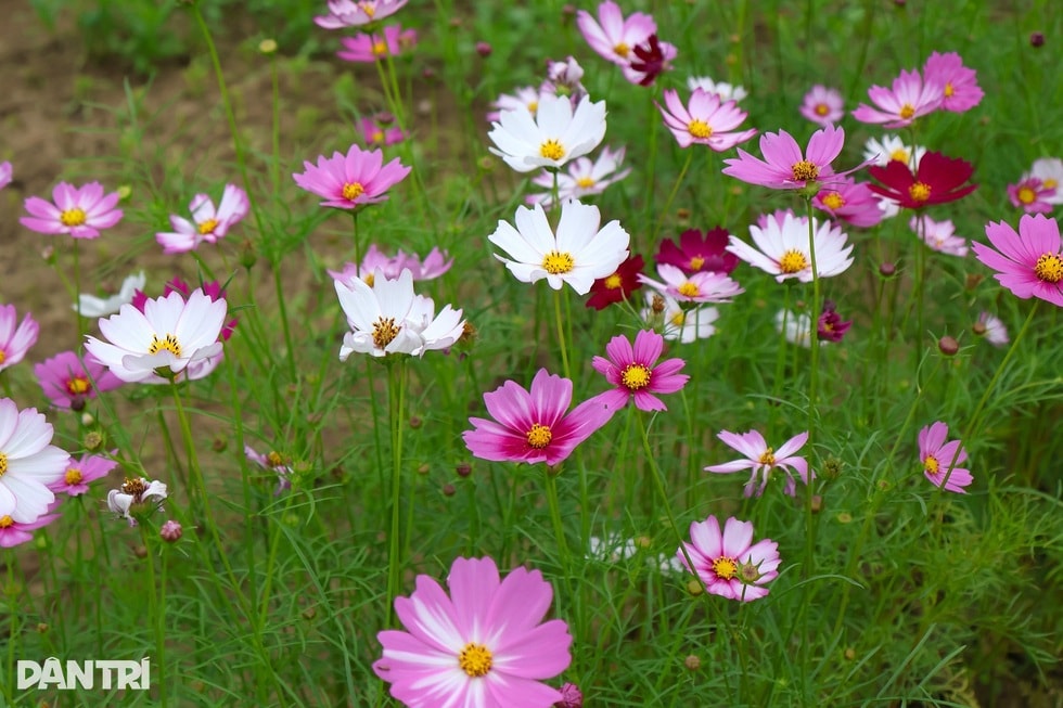 Nông dân không còn ân hận khi nhìn vợ mang rau ra chợ bán - 3