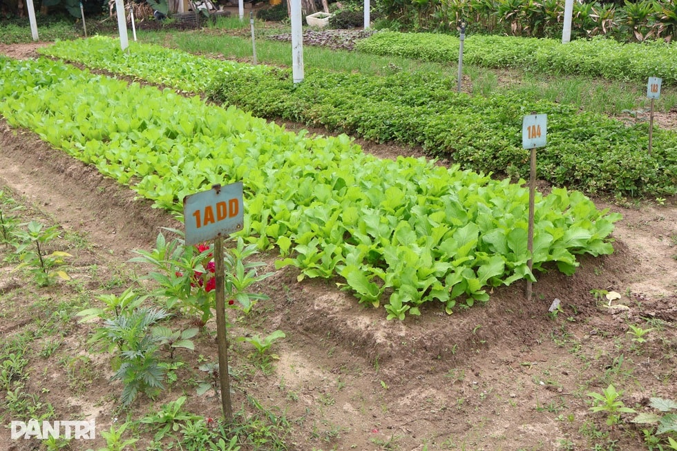 Nông dân không còn ân hận khi nhìn vợ mang rau ra chợ bán - 2