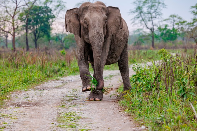 Voi tìm thức ăn tại vườn quốc gia Manas, Ấn Độ, năm 2024. Ảnh: AFP