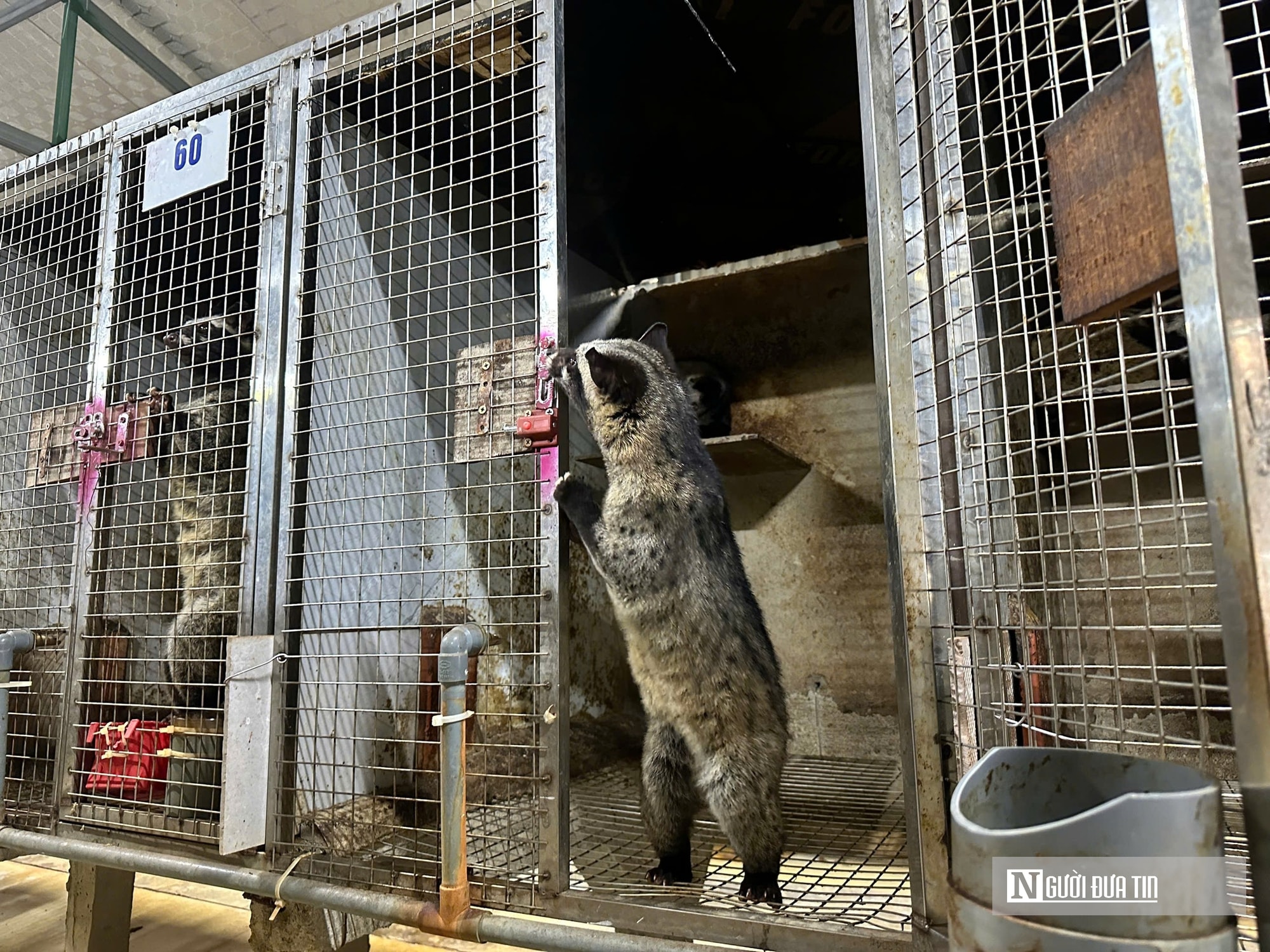 Về quê nuôi 70 “con khó tính”, sau 3 năm người đàn ông gặt hái cơ ngơi tiền tỷ - Ảnh 2.