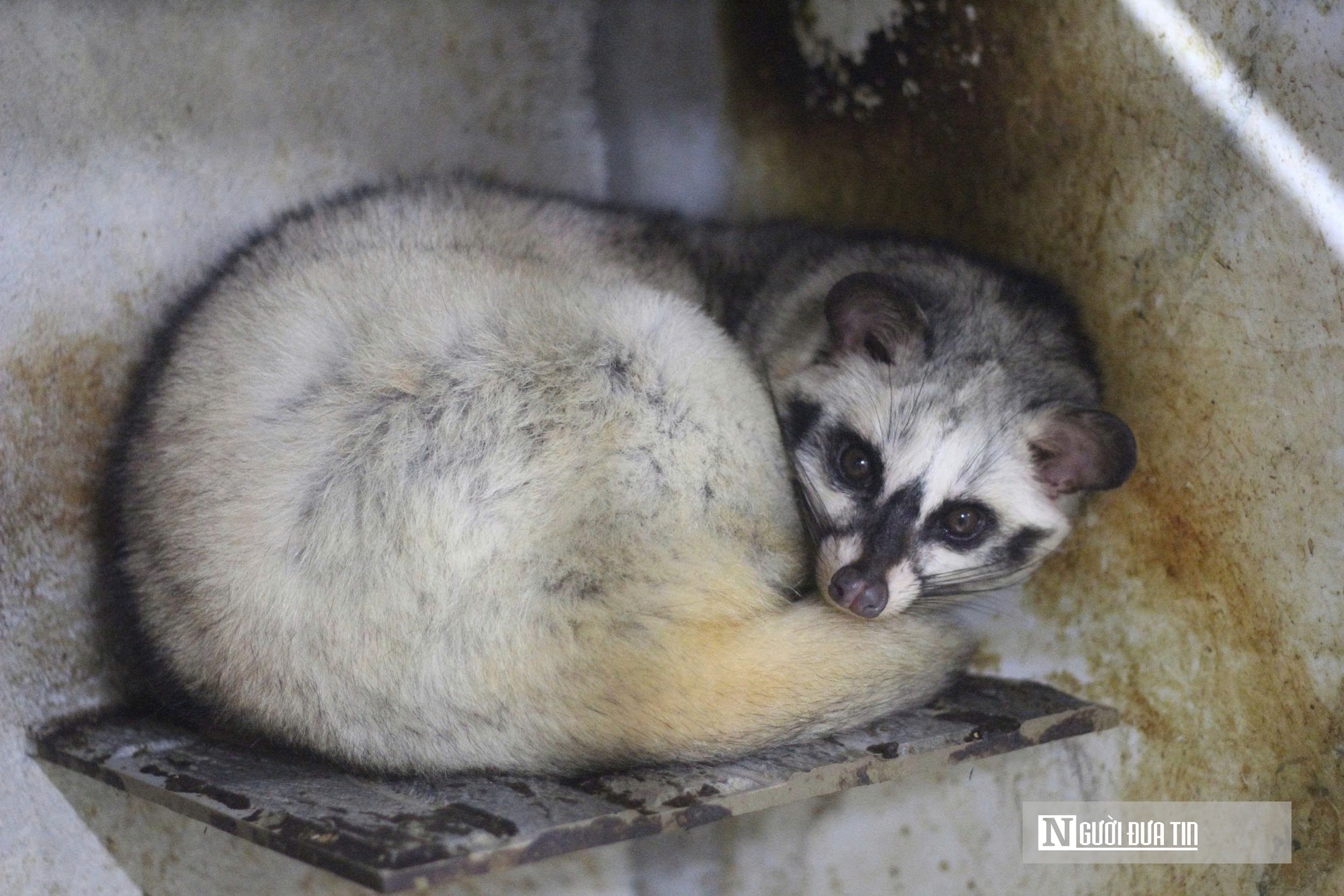 Về quê nuôi 70 “con khó tính”, sau 3 năm người đàn ông gặt hái cơ ngơi tiền tỷ - Ảnh 3.