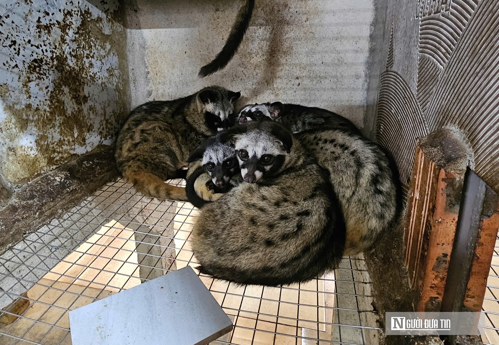 Về quê nuôi 70 “con khó tính”, sau 3 năm người đàn ông gặt hái cơ ngơi tiền tỷ - Ảnh 5.