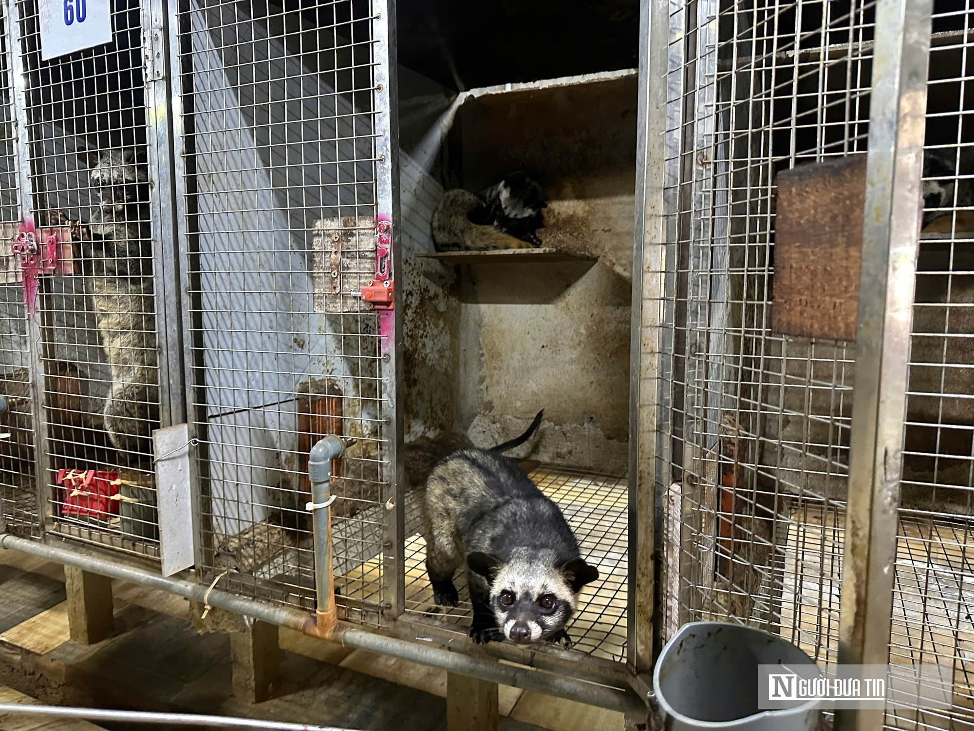 Về quê nuôi 70 “con khó tính”, sau 3 năm người đàn ông gặt hái cơ ngơi tiền tỷ - Ảnh 7.