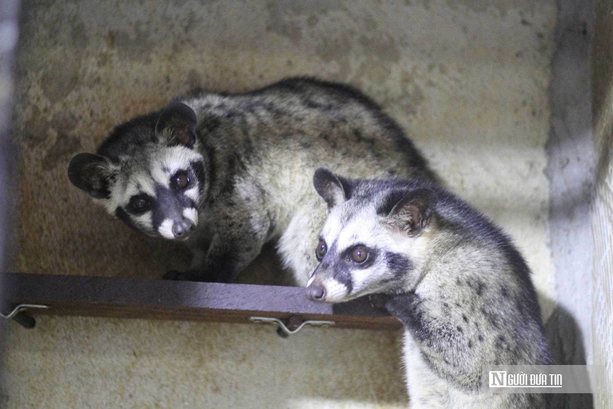 Về quê nuôi 70 “con khó tính”, sau 3 năm người đàn ông gặt hái cơ ngơi tiền tỷ - Ảnh 9.