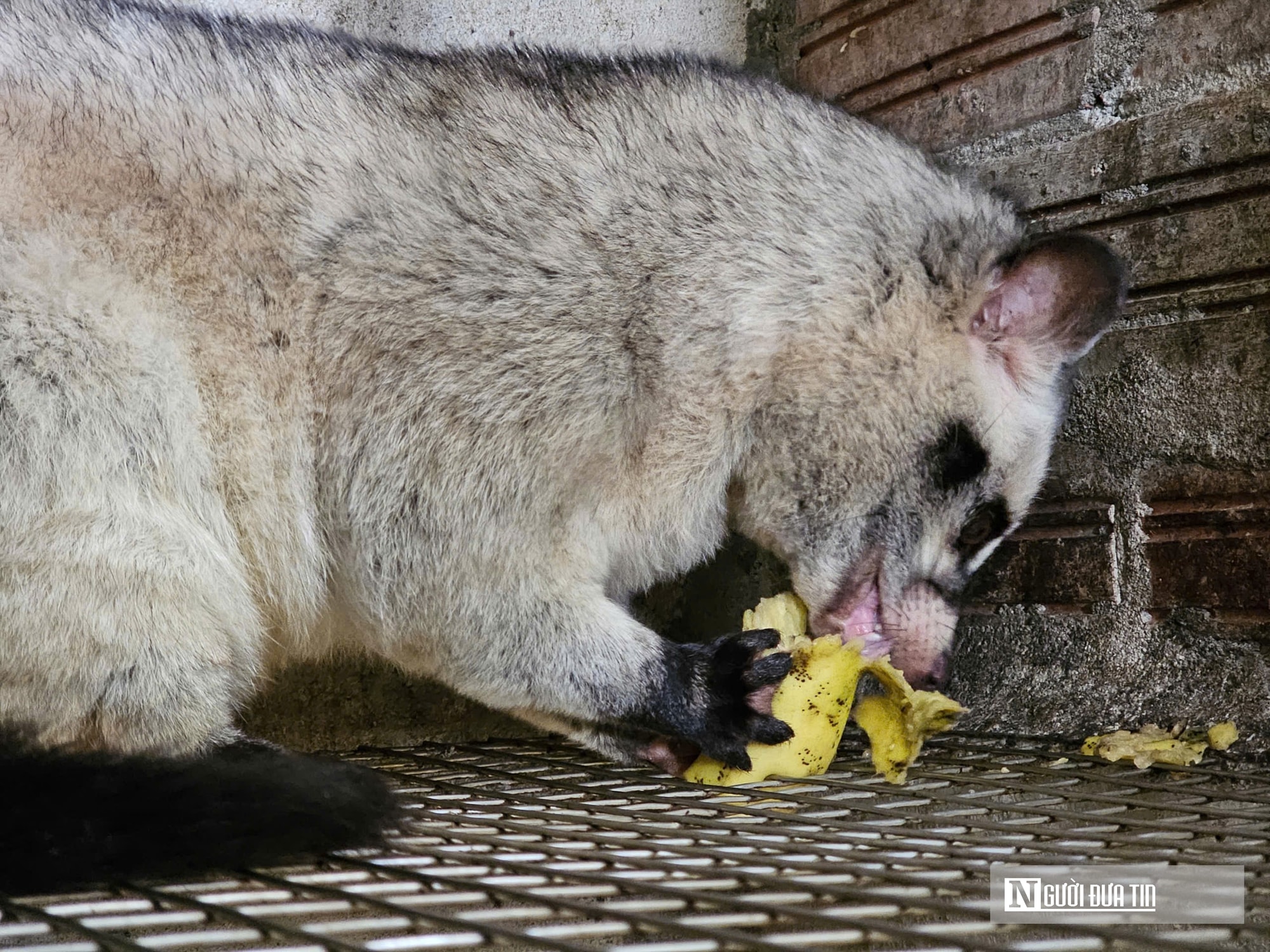 Về quê nuôi 70 “con khó tính”, sau 3 năm người đàn ông gặt hái cơ ngơi tiền tỷ - Ảnh 6.