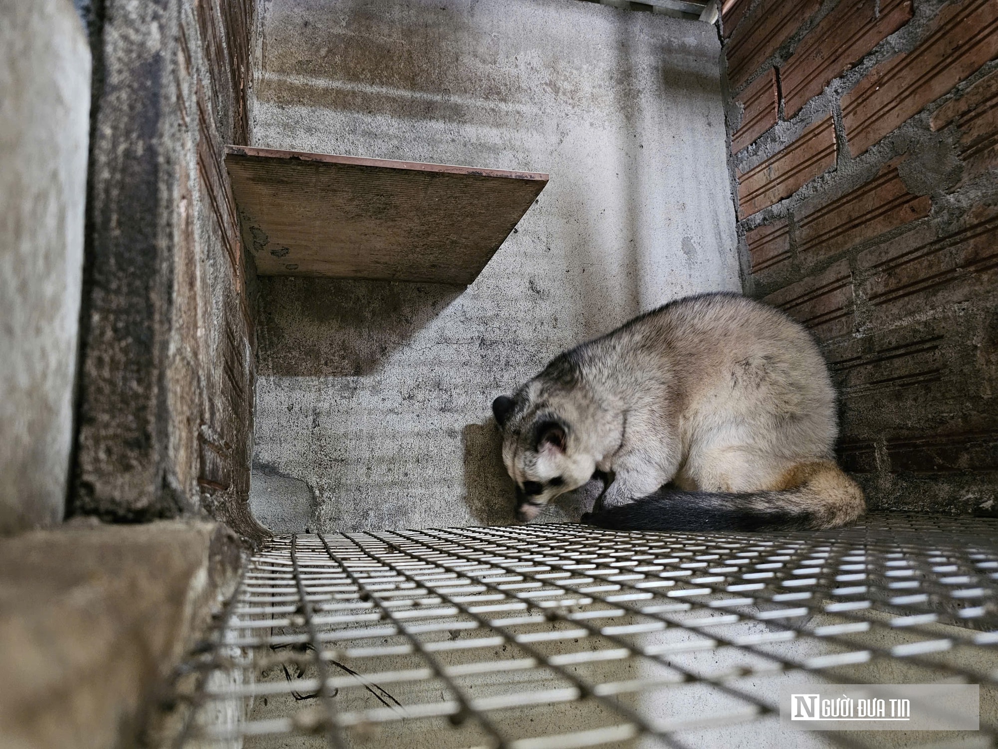 Về quê nuôi 70 “con khó tính”, sau 3 năm người đàn ông gặt hái cơ ngơi tiền tỷ - Ảnh 10.