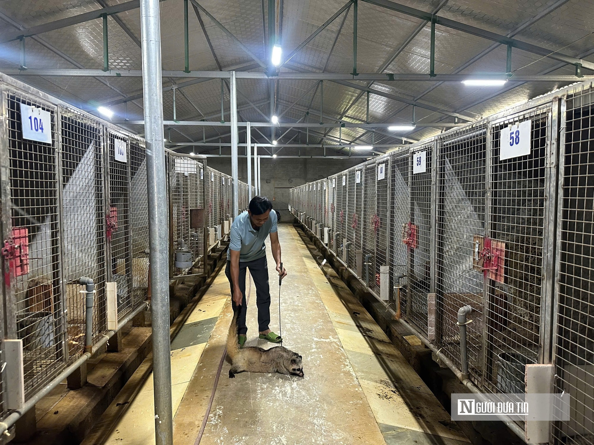 Về quê nuôi 70 “con khó tính”, sau 3 năm người đàn ông gặt hái cơ ngơi tiền tỷ - Ảnh 11.