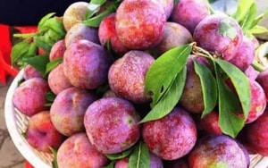 3 loại quả giúp sống lâu, khỏe mạnh, nhất cái số 1 ở Việt Nam rụng đầy gốc - Ảnh 5.