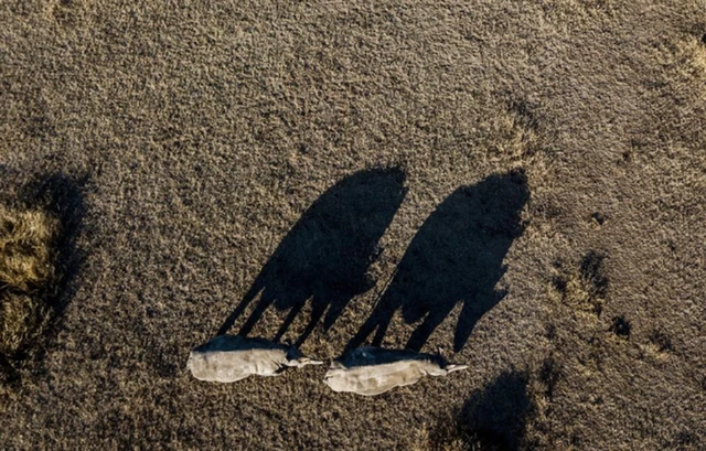 Loài vật quý hiếm bậc nhất hành tinh, cả thế giới chỉ có 2 cá thể sống "khổng lồ" - Ảnh 3.